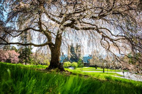 spring1